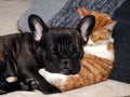 Cute cat and dog sleeping together. The cat is white with red, black dog, a French bulldog Royalty Free Stock Photo