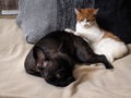 Cute cat and dog sleeping together. The cat is white with red, black dog, a French bulldog Royalty Free Stock Photo