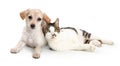 Cute Cat and Dog Snuggling Together Royalty Free Stock Photo