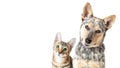 Cute Cat and Dog Together Tilting Heads Web Banner Royalty Free Stock Photo