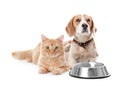 Cute cat and dog together on white background Royalty Free Stock Photo