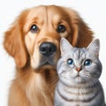 Cute cat and dog together on white background, close-up Royalty Free Stock Photo