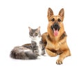 Cute cat and dog together on white background Royalty Free Stock Photo