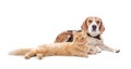 Cute cat and dog together on white background Royalty Free Stock Photo