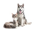 Cute cat and dog together on white background Royalty Free Stock Photo