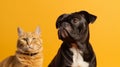 Cute cat and dog together on yellow background Royalty Free Stock Photo