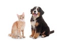 Cute cat and dog on background. Fluffy friends
