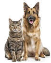 cute cat and dog sitting together on a white background Royalty Free Stock Photo