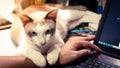 Cute cat dozing on man`s hand. Furry pet cuddling up to it`s owner and getting in the way of his work Royalty Free Stock Photo