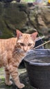Cute cat drinking water from the bucket Royalty Free Stock Photo