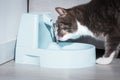 Cute cat drinking from water dispenser or water fountain. Pet thirst. Dehydration in a cat Royalty Free Stock Photo