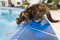Cute cat drinking water from swimming pool Royalty Free Stock Photo