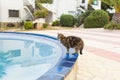 Cute cat drinking water from swimming pool Royalty Free Stock Photo