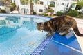 Cute cat drinking water from swimming pool Royalty Free Stock Photo