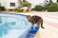 Cute cat drinking water from swimming pool Royalty Free Stock Photo