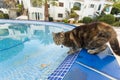 Cute cat drinking water from swimming pool Royalty Free Stock Photo