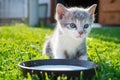 Cute cat drinks milk Royalty Free Stock Photo