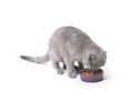 Cute cat eating pet food from bowl on white background Royalty Free Stock Photo