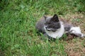 Cute cat enjoying his life outdoors. on green grass Royalty Free Stock Photo