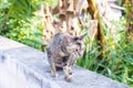 Cute cat enjoying his life outdoors and looking at somethings on green backgrounds. Selective focus on eyes cat, soft focus. The Royalty Free Stock Photo