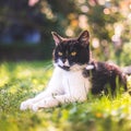 Cute cat is enjoying the summer. Black white cat is lying in the grass of the own garden, blurry colorful background Royalty Free Stock Photo