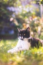 Cute cat is enjoying the summer. Black white cat is lying in the grass of the own garden, blurry colorful background Royalty Free Stock Photo