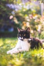 Cute cat is enjoying the summer. Black white cat is lying in the grass of the own garden, blurry colorful background Royalty Free Stock Photo