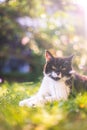 Cute cat is enjoying the summer. Black white cat is lying in the grass of the own garden, blurry colorful background Royalty Free Stock Photo