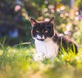 Cute cat is enjoying the summer. Black white cat is lying in the grass of the own garden, blurry colorful background Royalty Free Stock Photo