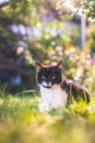 Cute cat is enjoying the summer. Black white cat is lying in the grass of the own garden, blurry colorful background Royalty Free Stock Photo