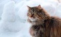 Beautiful long haired cat in snow