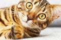 Cute cat face Close up, Bengal kitten is looking at camera. Selective focus Royalty Free Stock Photo