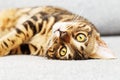 Cute cat face Close up, Bengal kitten is looking at camera. Royalty Free Stock Photo