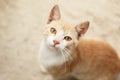 Cute cat face close up Royalty Free Stock Photo
