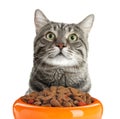 Cute cat and feeding bowl with dry food on background. Lovely pet Royalty Free Stock Photo