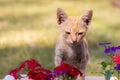 Cute cat and flowers Royalty Free Stock Photo