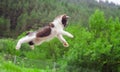 Cute cat flying and jumping in the nature. Royalty Free Stock Photo