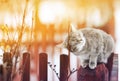 Cute cat fondled on the fence, his eyes closed from the pleasure Royalty Free Stock Photo