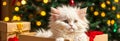 Cute cat gift box christmas Royalty Free Stock Photo