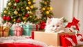 Cute cat gift box christmas december Royalty Free Stock Photo