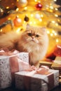 Cute cat with gifts and presents on Christmas glittering lights