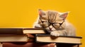 Cute cat in glasses fell asleep on a stack of books on a yellow background