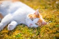 Cute cat with green eyes in the garden Royalty Free Stock Photo