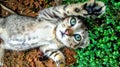 Cute cat with green eyes on grass