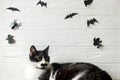 Cute cat with green eyes posing on white background with black bats, ghost and spider, space for text. Serious cat portrait on Royalty Free Stock Photo