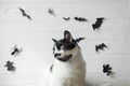 Cute cat with green eyes posing on white background with black bats, ghost and spider, space for text. Serious cat portrait on Royalty Free Stock Photo