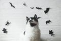 Cute cat with green eyes posing on white background with black bats, ghost and spider, space for text. Serious cat portrait on Royalty Free Stock Photo