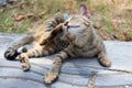 Cute cat. Grey stripped lazy cat lying down.