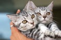 Cute cat in the hand Royalty Free Stock Photo