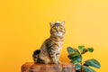 Cute cat in a hat and glasses sitting on vintage traval suitcase on yellow background Royalty Free Stock Photo